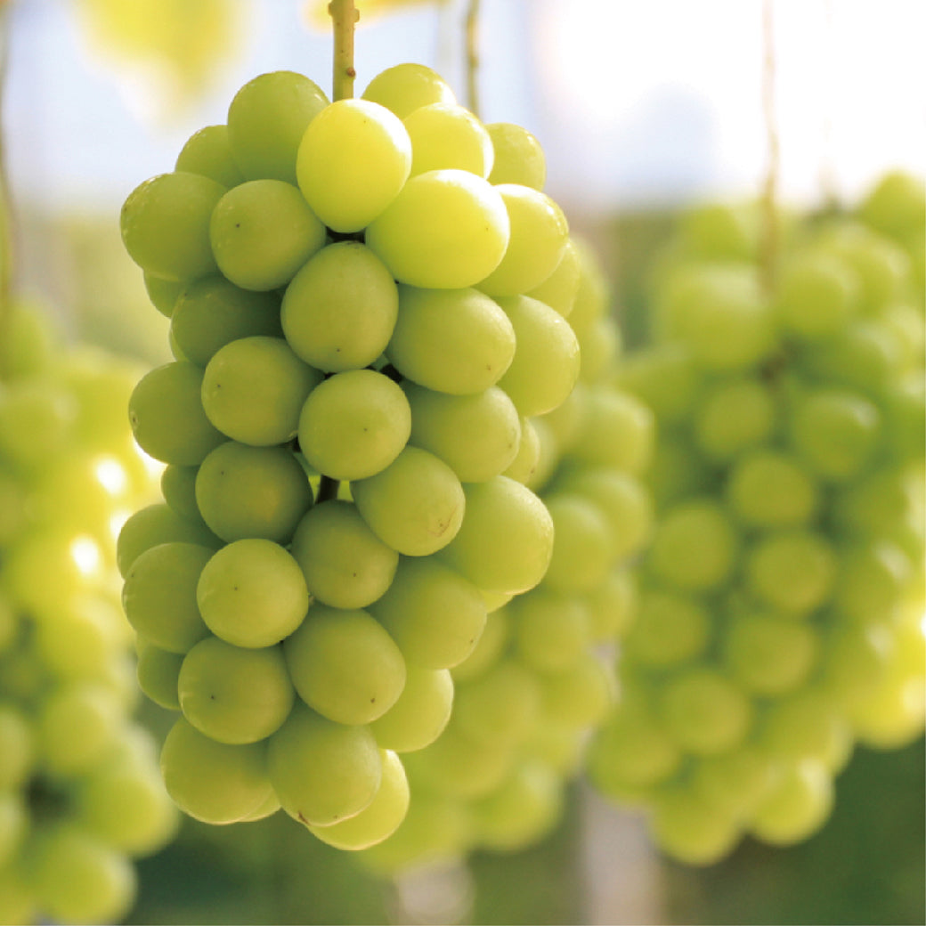 シャインマスカットジュエリー2025