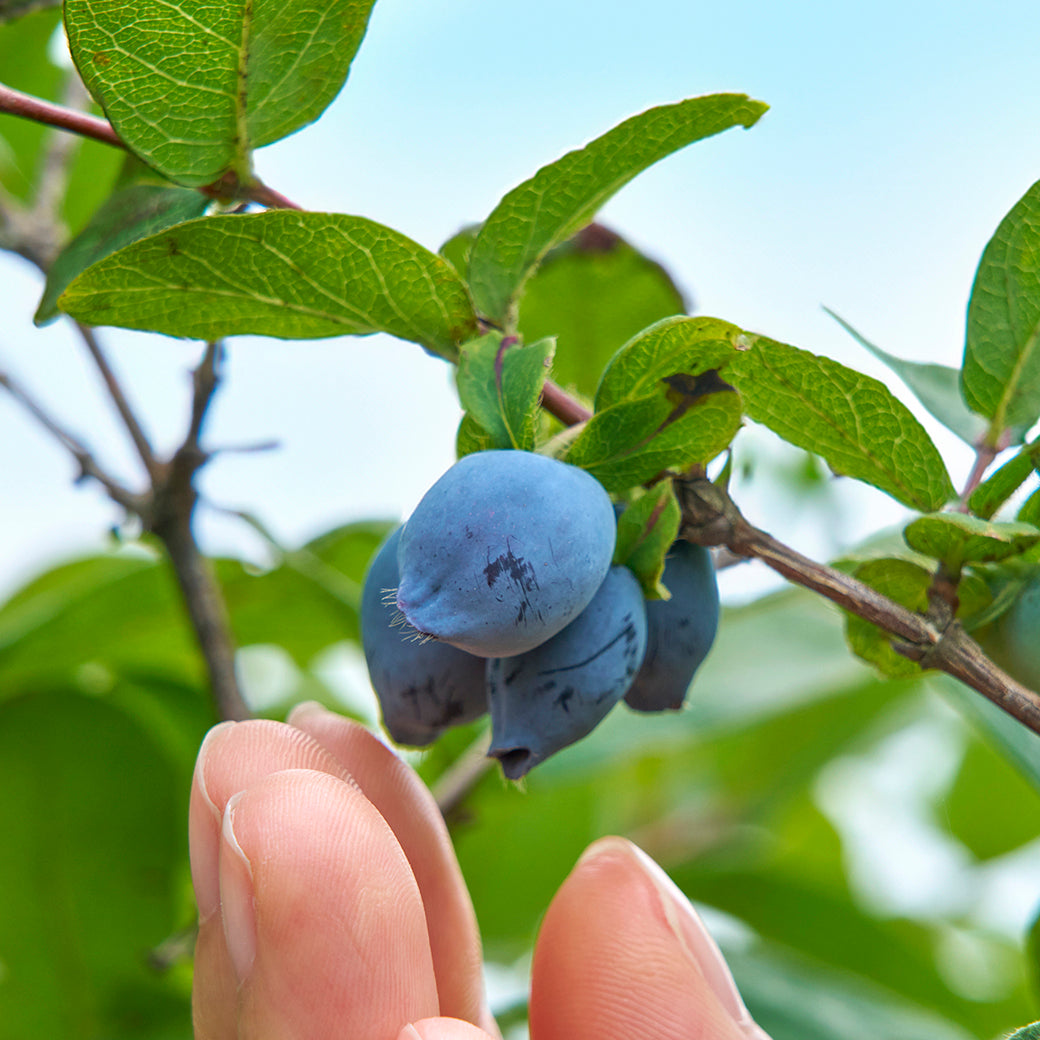 ハスカップと雪のスイーツセット