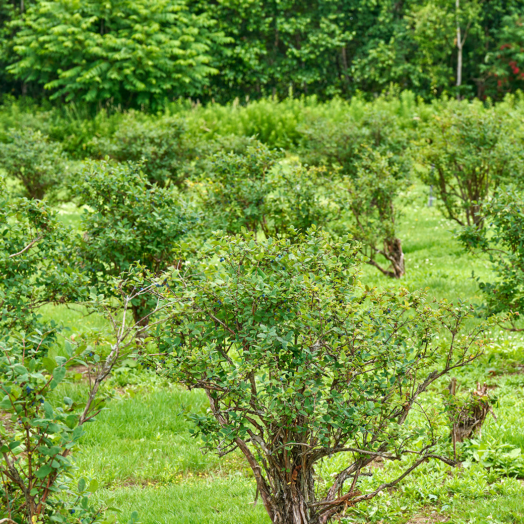 生チョコクッキー ハスカップ 8個