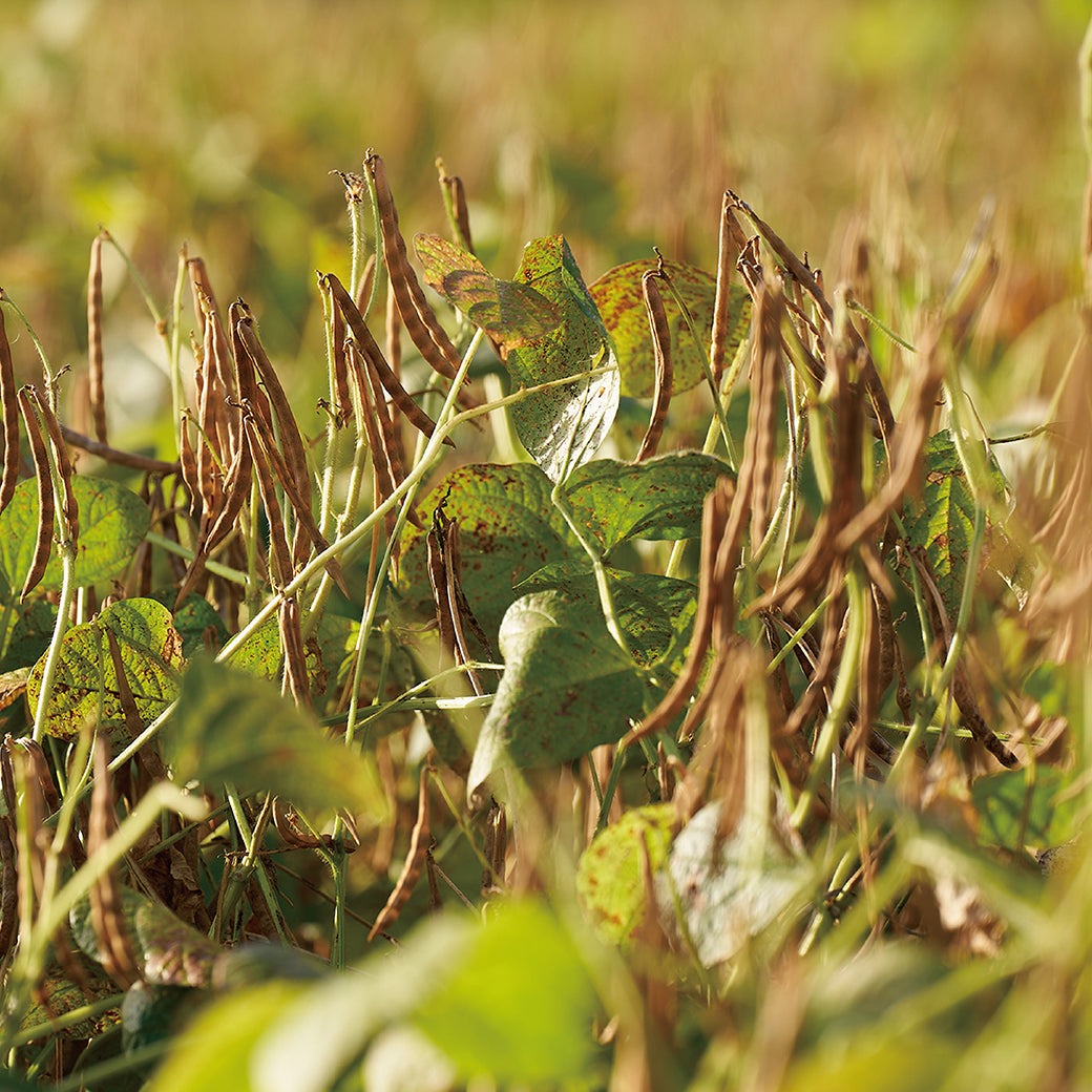 北海道どら焼きヌーボーと人気スイーツセット