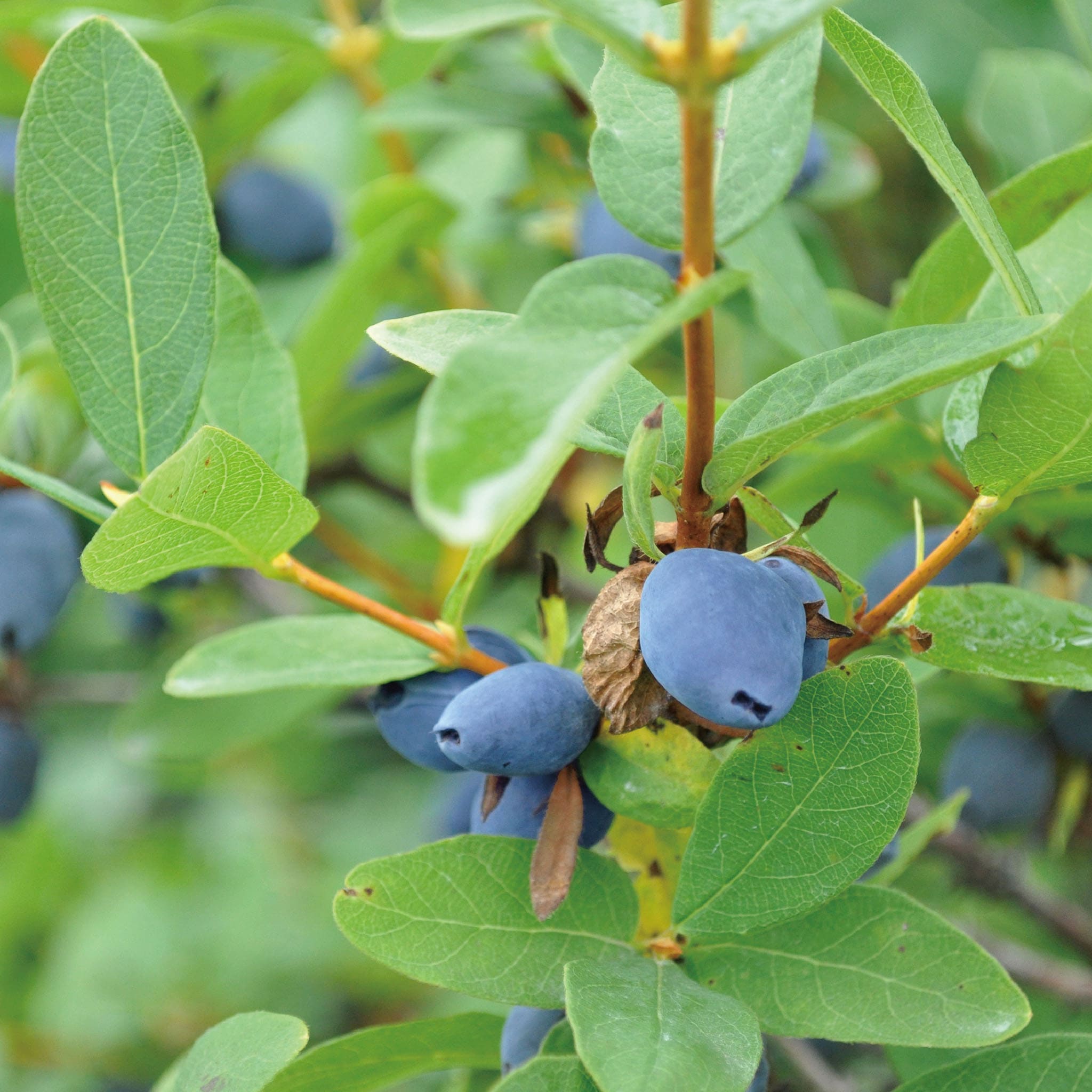 生チョコクッキー ハスカップ 8個