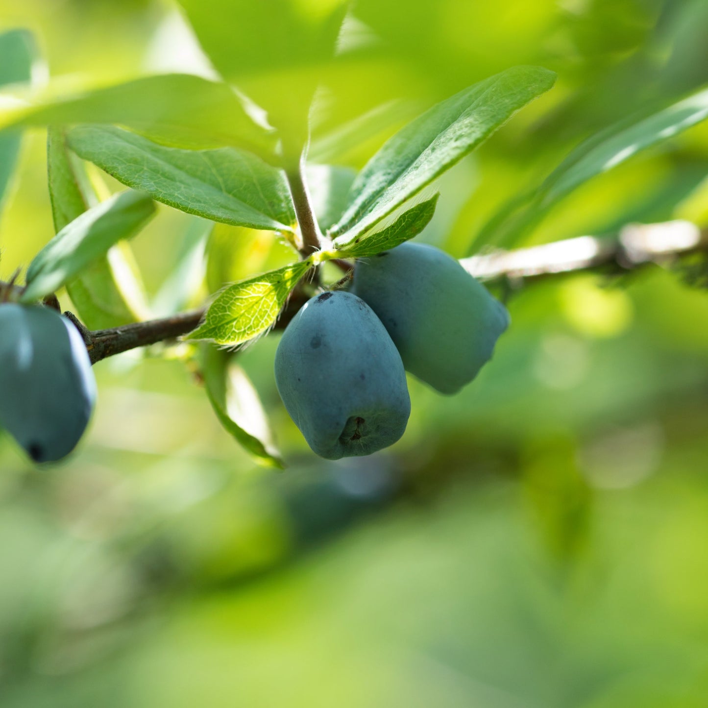 2つのジュエリー食べ比べセット《ハスカップジュエリークリスタルホワイト 2026》