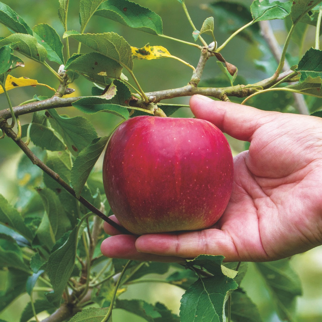 【冷凍】アップルジュエリー ルビーレッド
