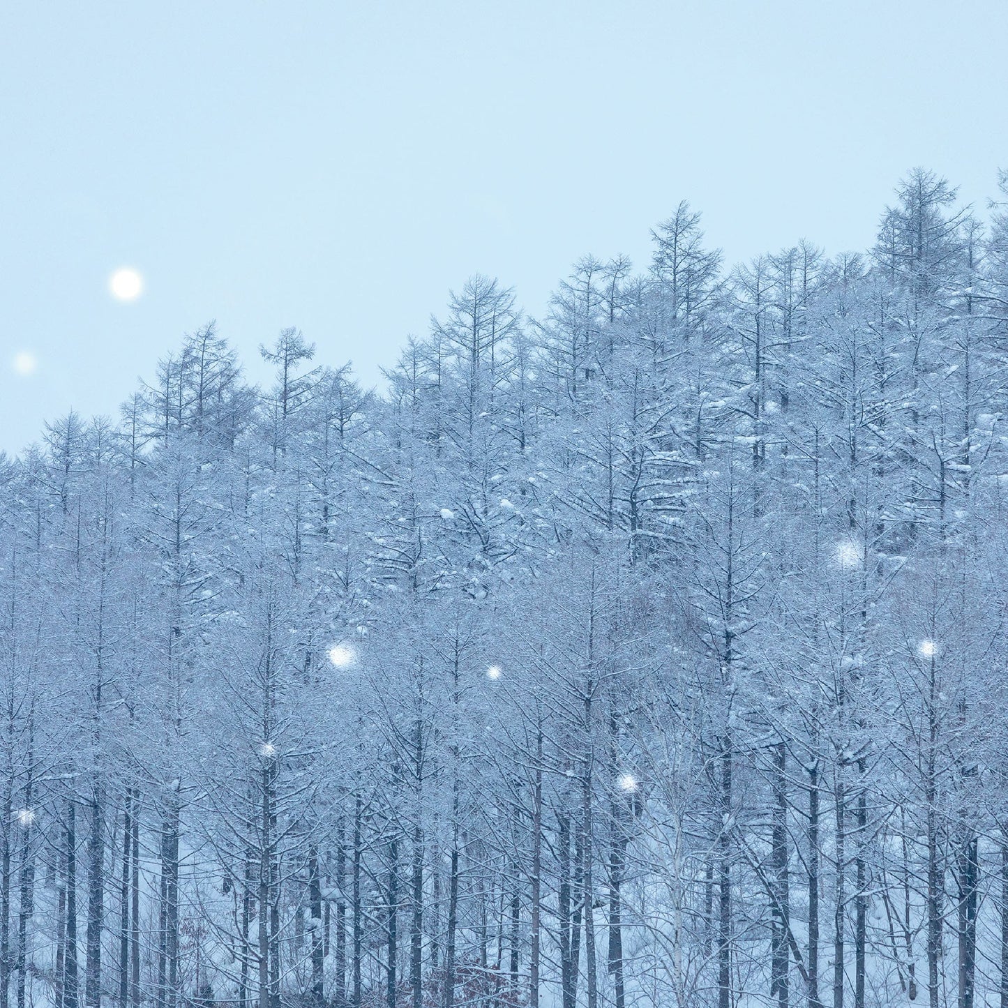 ふらの雪どけチーズケーキ - もりもと オンラインショップ