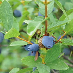 ハスカップジュエリー クリスタルホワイト - もりもと オンラインショップ
