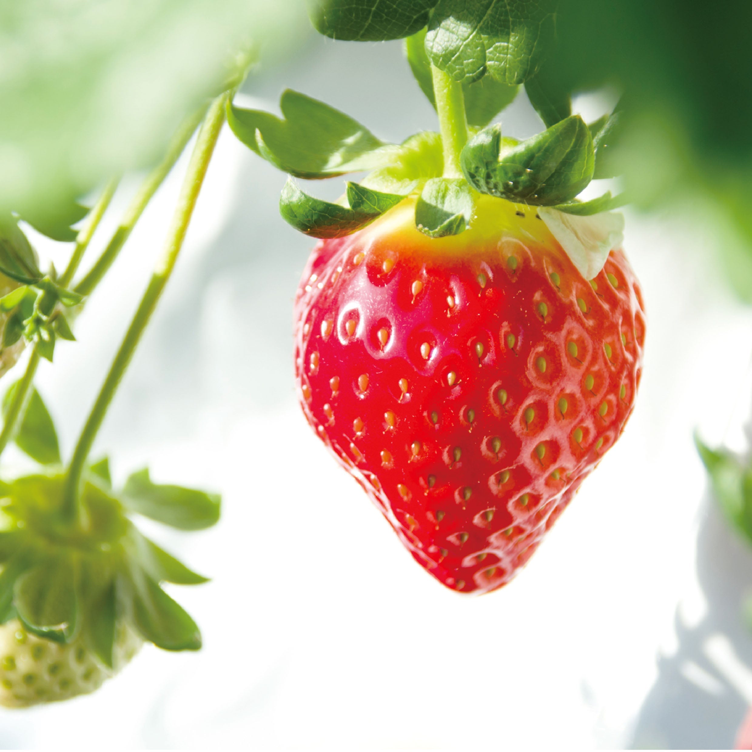 ストロベリージュエリー・プランタン - もりもと オンラインショップ