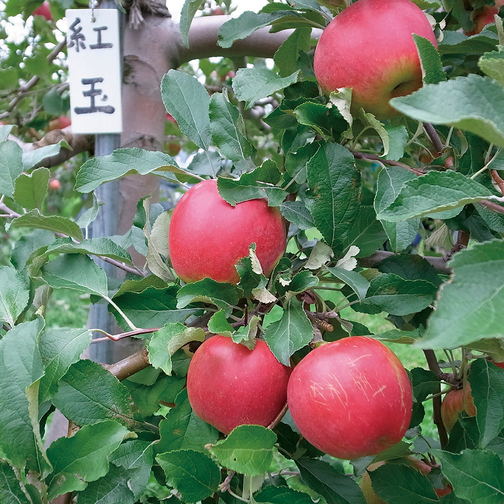 「北大の実り パート・ド・フリュイ～北大ラズベリー®～」＆「北大の実り チョコ＆クッキー（余市産りんご）」セット