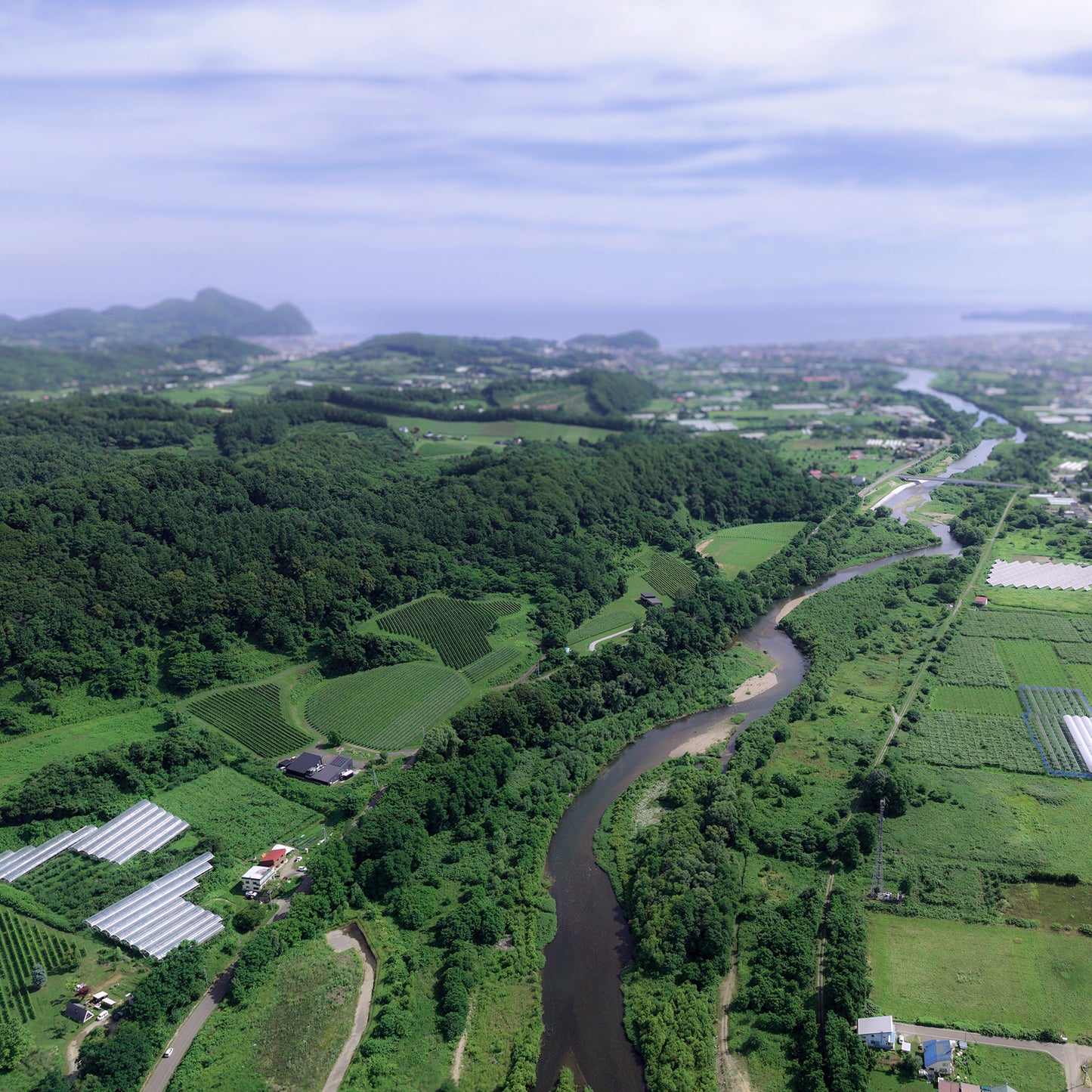 仁木町産南陽さくらんぼのフロマージュタルト