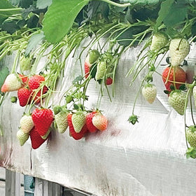 ストロベリールージュフロマージュ